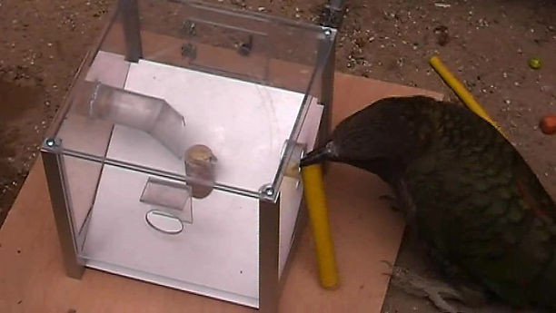 Flexibility in Problem Solving and Tool Use of Kea and New Caledonian Crows in a Multi Access Box Paradigm 01